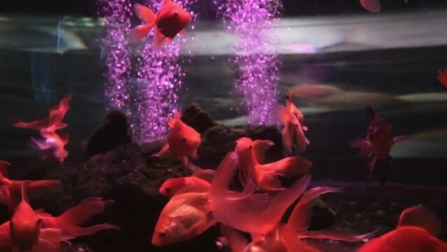 Oranda decorative goldfish, Carassius auratus. Group of gold fish swimming underwater in aquarium, close-up colorful fish in the water. High quality FullHD footage