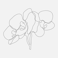 Orchid flower mono-line drawing. Hand-drawn line-art vector illustration.