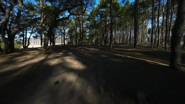 FPV Forest