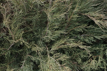 coniferous green bush background