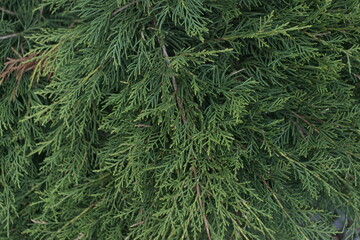 coniferous green bush background