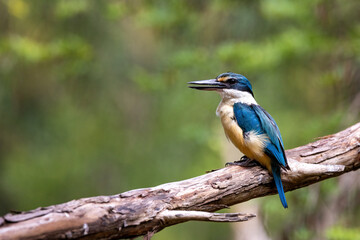 Obraz premium Male sacred kingfisher, Todiramphus sanctus, against soft woodland background of green foliage with space for text. Victoria, Australia.