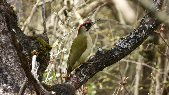 Green woodpecker (Picus viridis) male on a branch looks around and hops away.