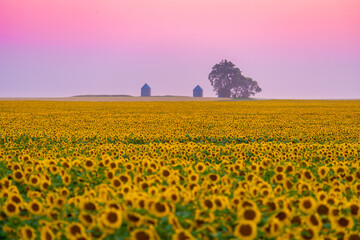 Sunflower field at sunset