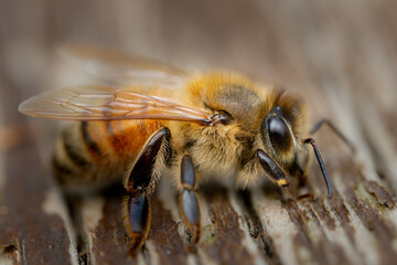 Macro view of Bee