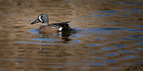 Blue-winged Teal duck on the water