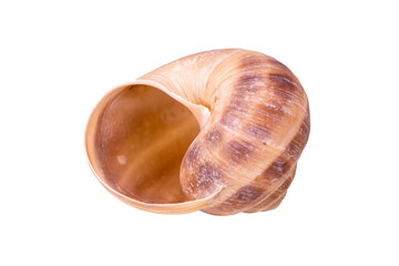 isolated shell of ocean mussel and snail