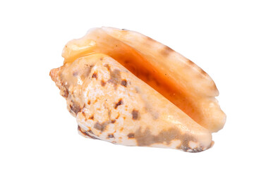 isolated shell of ocean mussel and snail