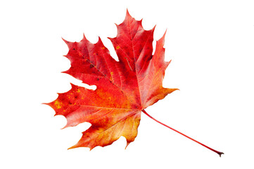 isolated leaf of maple tree