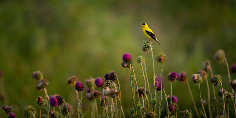 Gold finch on top of thistles