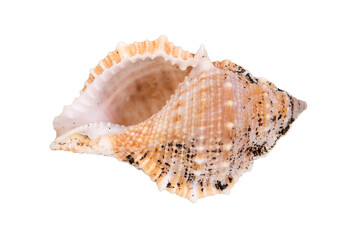 isolated shell of ocean mussel and snail