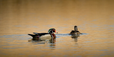 A pair of wood ducks floating on the calm water