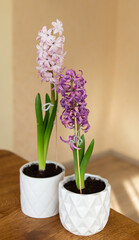 Spring flowers. Hyacinths in a vase.