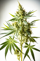 Cannabis, marijuana plant in a pot on white background. Ai generative