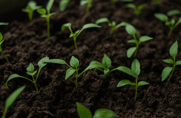 Planted plants. Small sprouts in the black earth.
