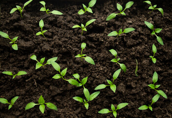 Planted plants. Small sprouts in the black earth.