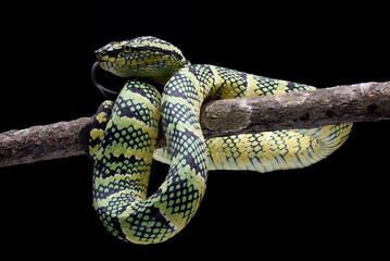 Wagler's pit viper on tree branch