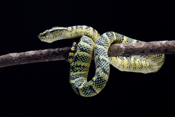 Wagler's pit viper on tree branch