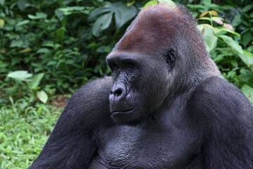 Naklejka premium Lowland silverback gorilla in the forest