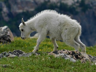 Obraz na płótnie Canvas Baby Mountain Goat on Beartooth