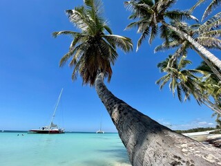palmiers et caraibes