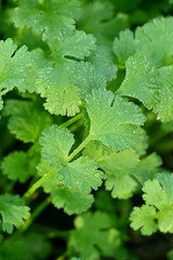 closeup the bunch ripe green coriander plants with leaves growing in the farm soft focus natural green brown background.