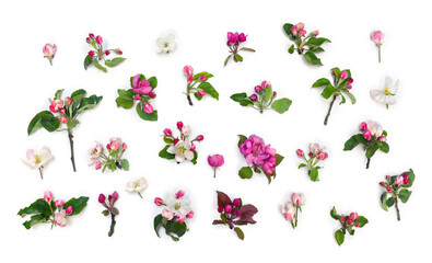 Flowers apple tree, pink and white blossom on a white background. Top view, flat lay