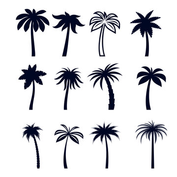 African Rainforest Coconut Trees or Tropical Palm Trees. Simple Black Silhouette for Eco Floral Logotype Emblem, or Travel Logo Design on White Backdrop