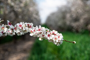 Blooming almond branch in the spring garden