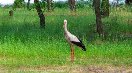 stork nature good weather spring.