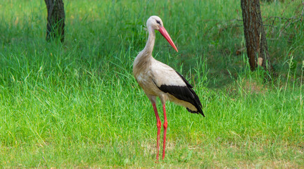 stork nature good weather spring.