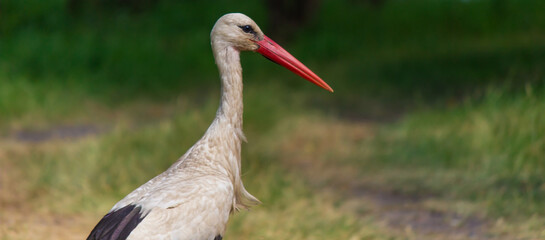 stork nature good weather spring.