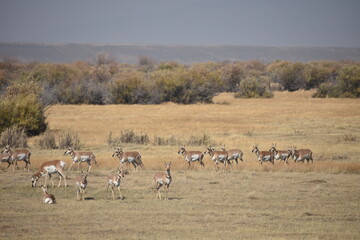 Pronghorn In Colorado Field 