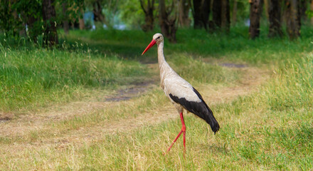 stork nature good weather spring.