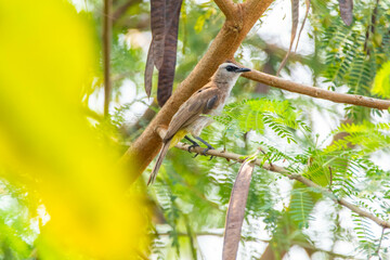 The yellow-vented bulbul (Pycnonotus goiavier), or eastern yellow-vented bulbul