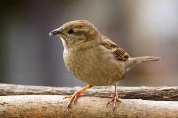 House sparrow, female at the feeder. Czechia. 