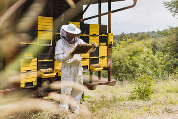 Beekeeper standing in front of the beehives, doing beehive monitoring by observing and checking a...
