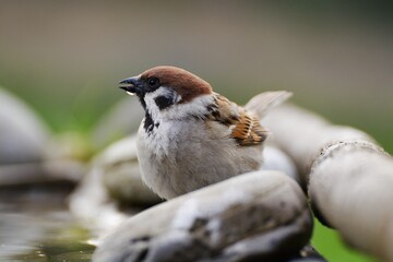 House sparrow, male standing on stones near bird water hole, drinking water. Czechia.