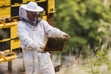 Male beekeeper in full protective gear working in an apiary, checking the beehive while a bee swarm flying around him