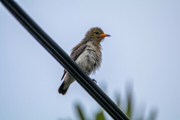 The scarlet-headed flowerpecker (Dicaeum trochileum) is a bird species in the family of Dicaeidae