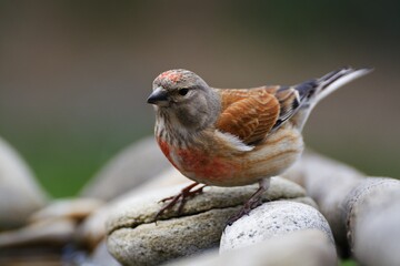 Linnet, Carduelis cannabina, male stands on the stones at the bird's water hole. Czechia.