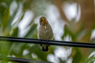 The scarlet-headed flowerpecker (Dicaeum trochileum) is a bird species in the family of Dicaeidae