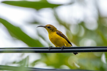 The olive-backed sunbird (Cinnyris jugularis), also known as the yellow-bellied sunbird