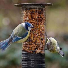  Two blue tits on the feeder with walnuts. Czechia.