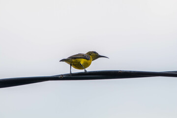 The olive-backed sunbird (Cinnyris jugularis), also known as the yellow-bellied sunbird