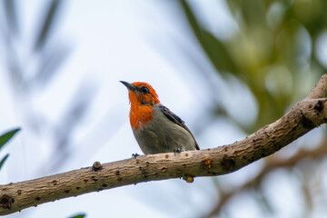 The scarlet-headed flowerpecker (Dicaeum trochileum) is a bird species in the family of Dicaeidae