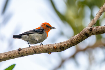 The scarlet-headed flowerpecker (Dicaeum trochileum) is a bird species in the family of Dicaeidae