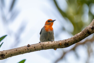 Fototapeta premium The scarlet-headed flowerpecker (Dicaeum trochileum) is a bird species in the family of Dicaeidae