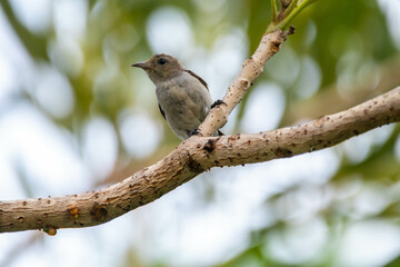 The scarlet-headed flowerpecker (Dicaeum trochileum) is a bird species in the family of Dicaeidae