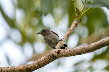 The scarlet-headed flowerpecker (Dicaeum trochileum) is a bird species in the family of Dicaeidae